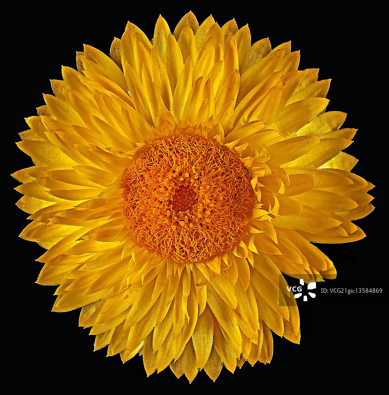 蜡菊图片素材