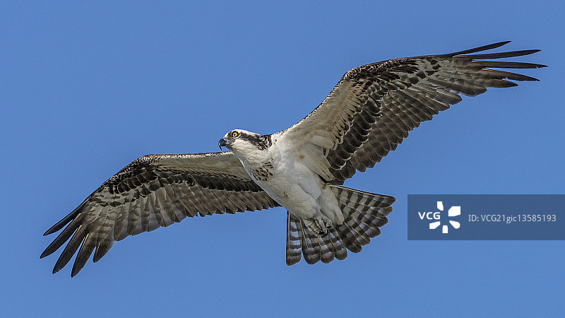 翱翔的鹗，哈钦森岛，佛罗里达州图片素材