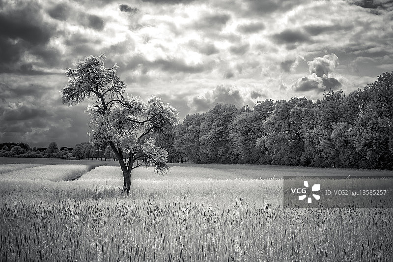 绍姆堡地区 II (BW)图片素材