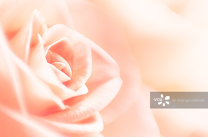 玫瑰色的未来图片素材