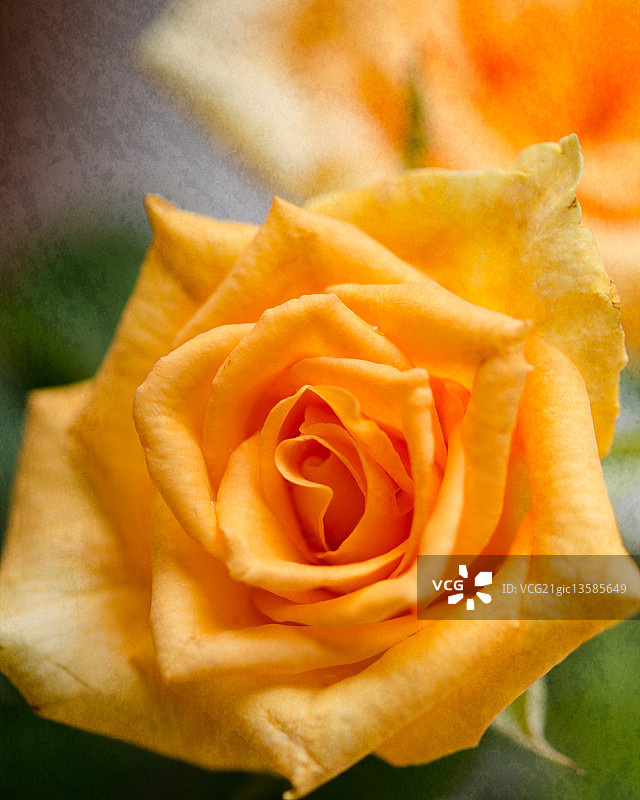 黄玫瑰图片素材