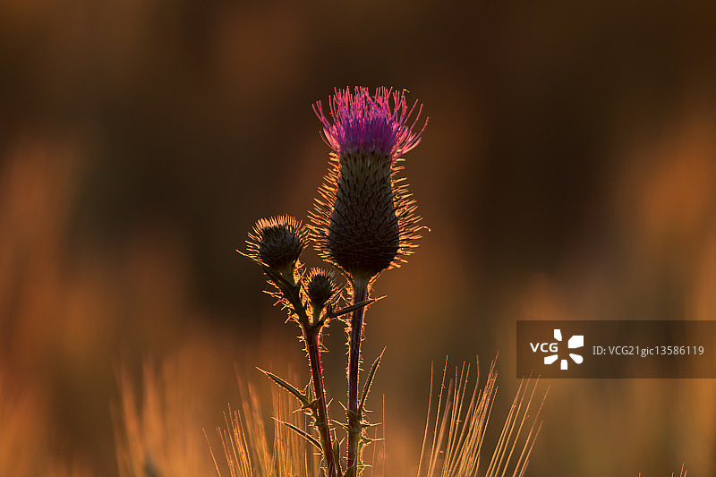 洋蓟灯光图片素材