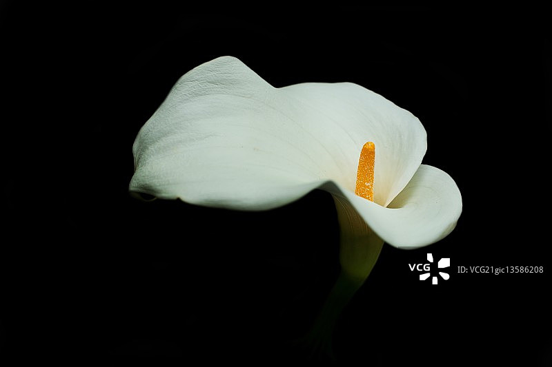 百合花肖像图片素材