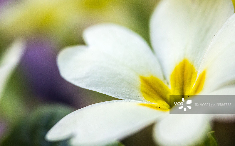 报春花图片素材