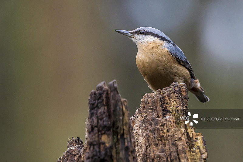 树上的䳭图片素材