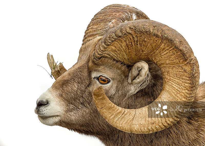 大角羊图片素材