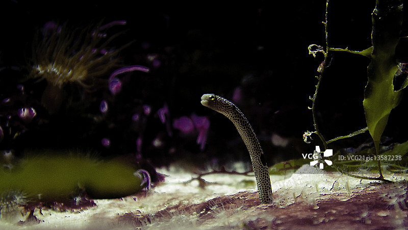 Bob Riach拍摄照片图片素材