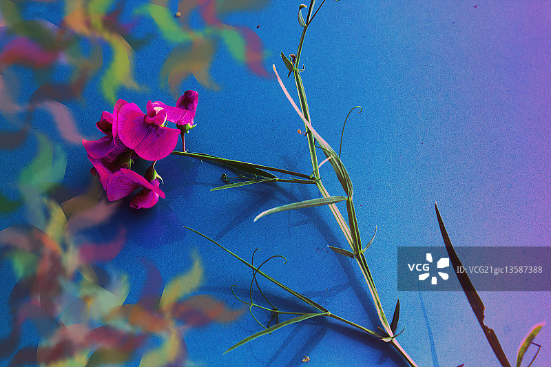 香豌豆图片素材