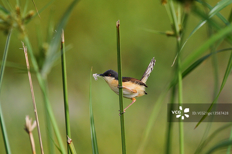 灰褐山鹪莺图片素材