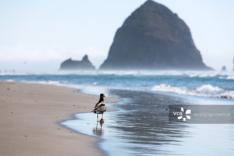 俄勒冈州的Haystack Rock图片素材