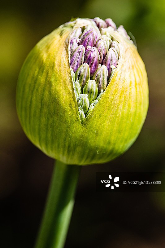 观赏洋葱图片素材