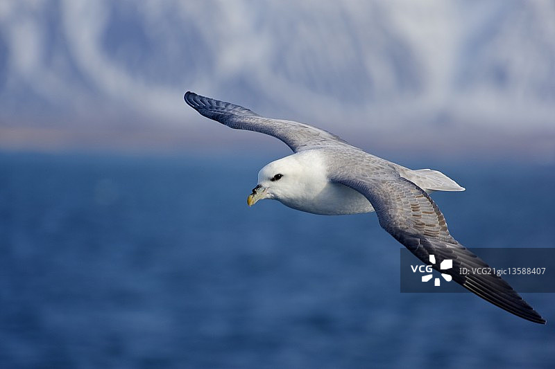海上飞行图片素材