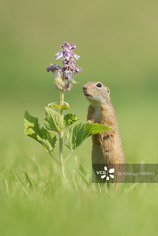 地松鼠图片素材