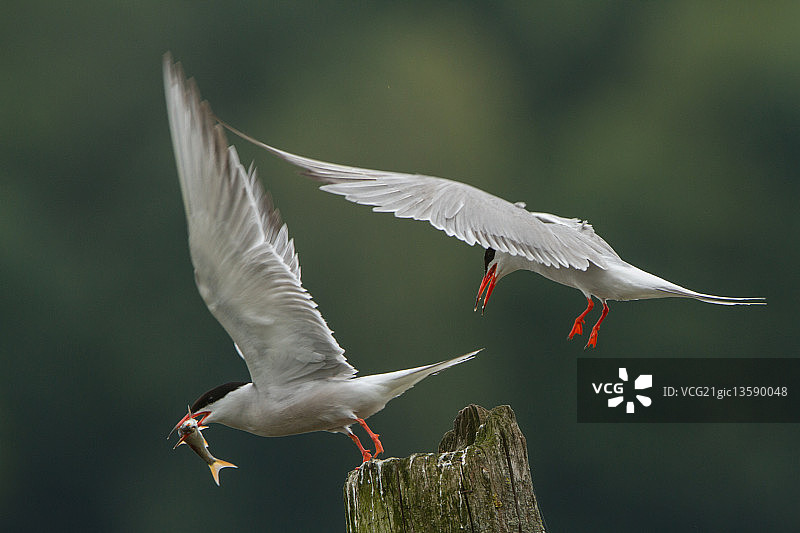 普通燕鸥图片素材