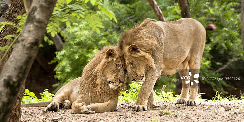 亚洲狮图片素材