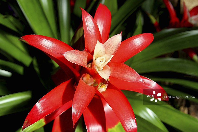 凤梨科植物花图片素材