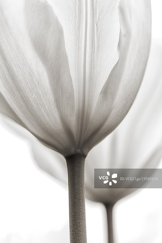 两朵黑白郁金香图片素材