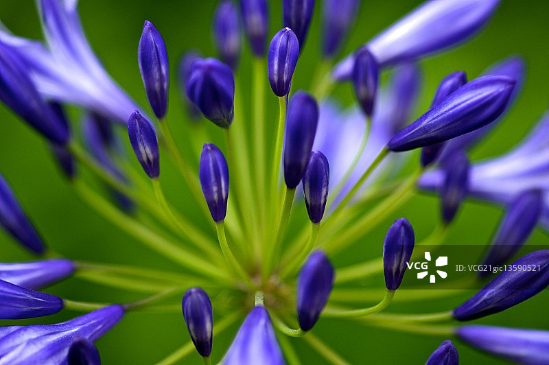 爱情花图片素材