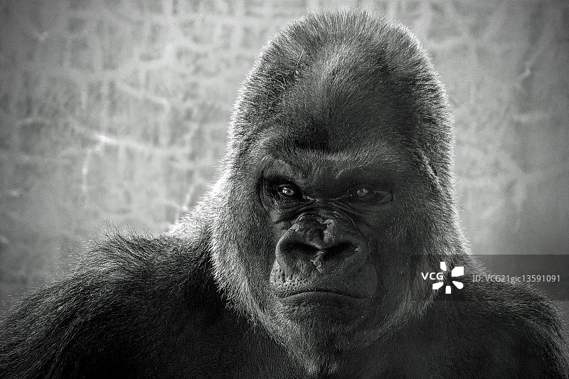 严肃的银背大猩猩图片素材