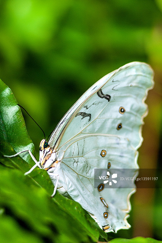白色的蝴蝶图片素材