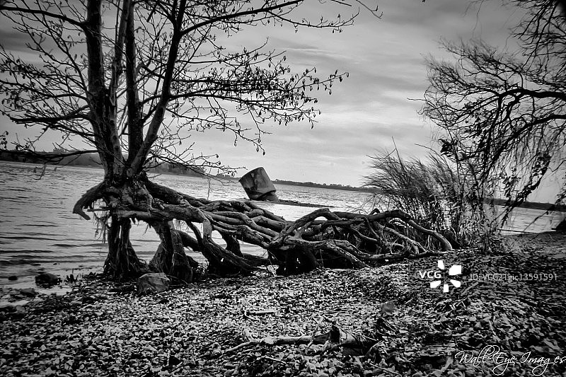 斗牛冲锋图片素材