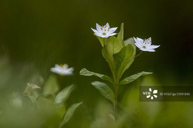 北极星花图片素材