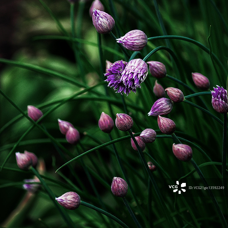 彩色野生大蒜图片素材