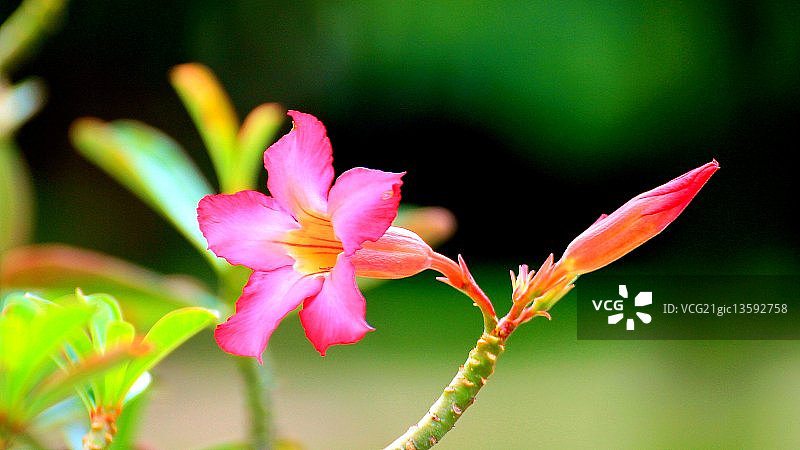 二甲酸钠图片素材