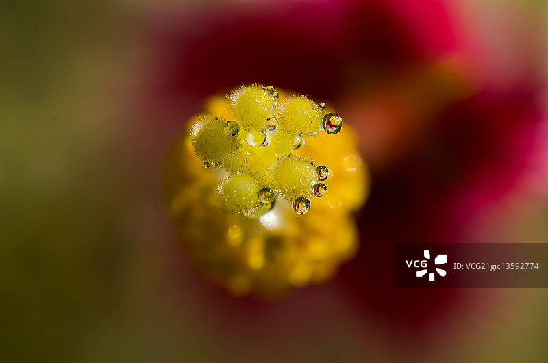 新鲜花粉图片素材