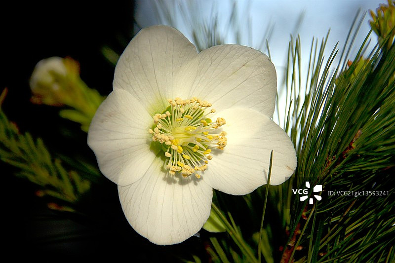 铁筷子属植物图片素材