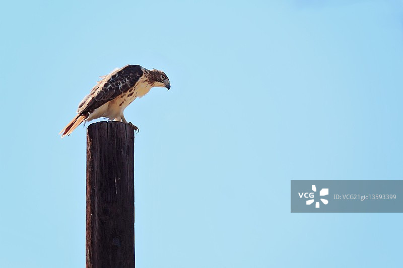 红尾鹰图片素材