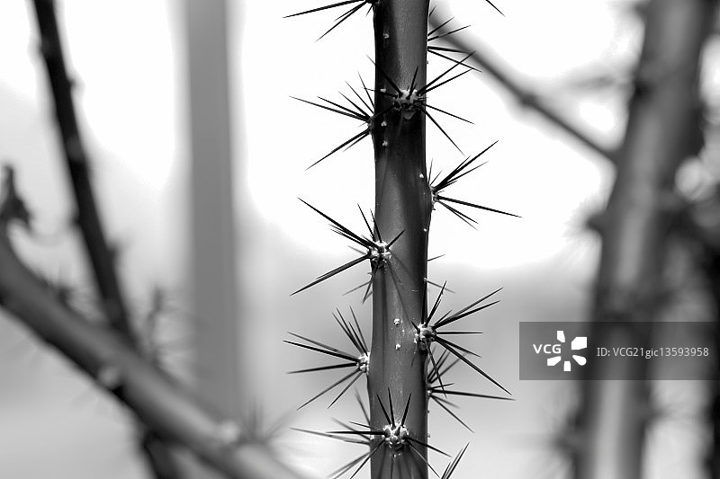 自然防御图片素材