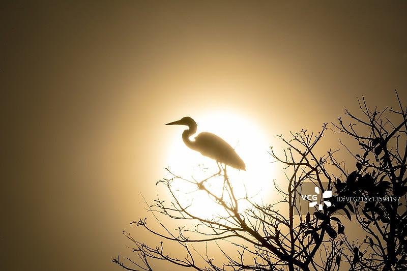 苍鹭(苍鹭)图片素材