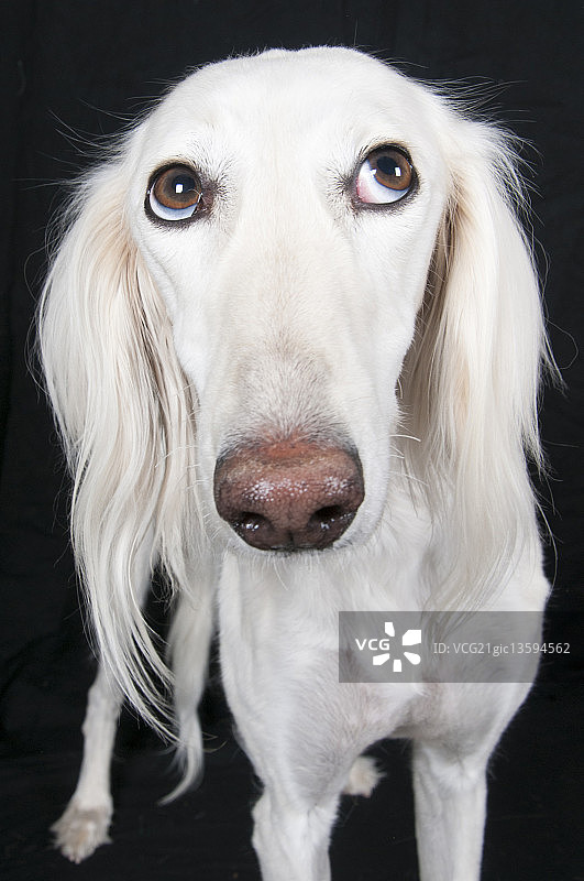 哟，我没有……图片素材