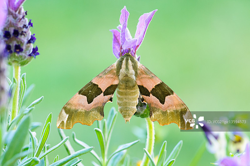 椴树天蛾图片素材