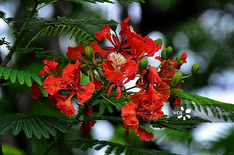 凤凰木图片素材