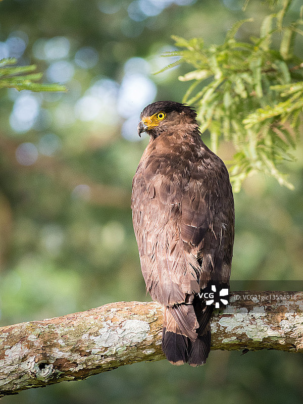 凤头蛇雕图片素材