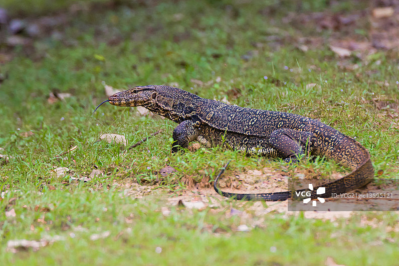 水巨蜥图片素材