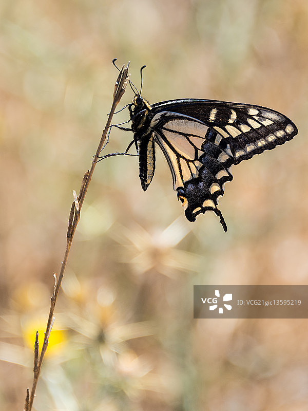 燕尾凤蝶图片素材