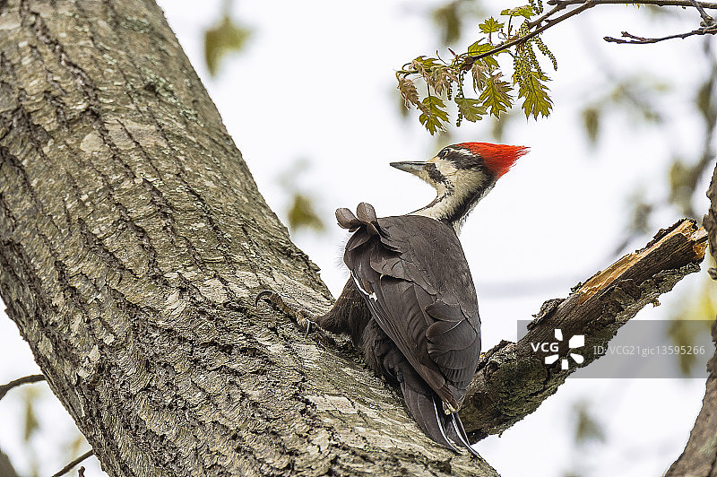 Pileated啄木鸟图片素材