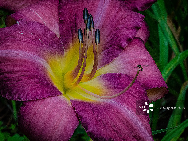 萱草与食蚜蝇图片素材