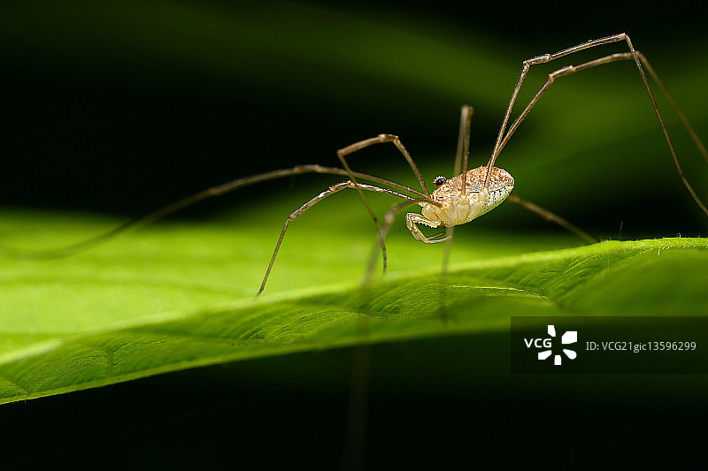 长腿乔图片素材