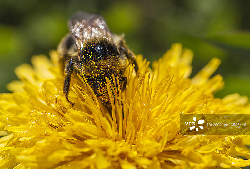 大黄蜂图片素材