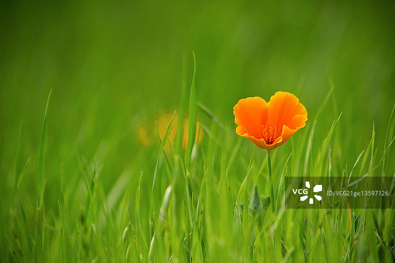 金罂粟花图片素材