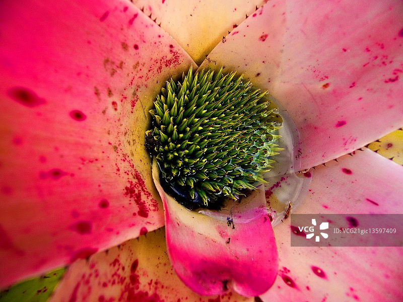 凤梨科植物中心图片素材