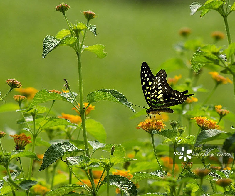 燕尾亚历山大凤蝶图片素材