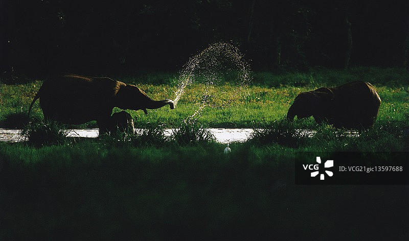 飞溅的森林象图片素材