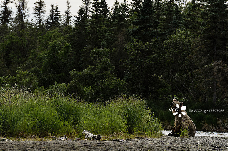 棕熊坐在地上，位于美国阿拉斯加州卡特迈国家公园图片素材