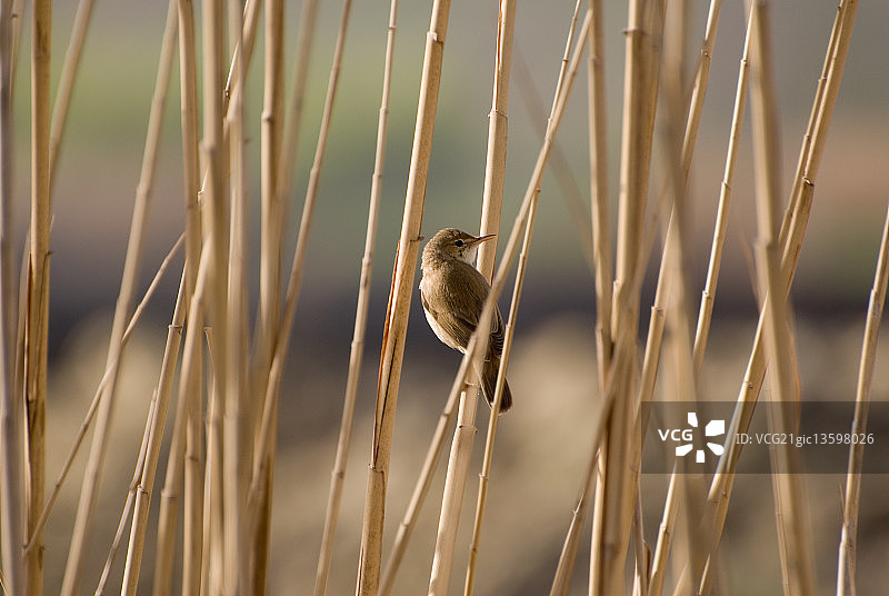 卡法扎巴德鸟类图片素材