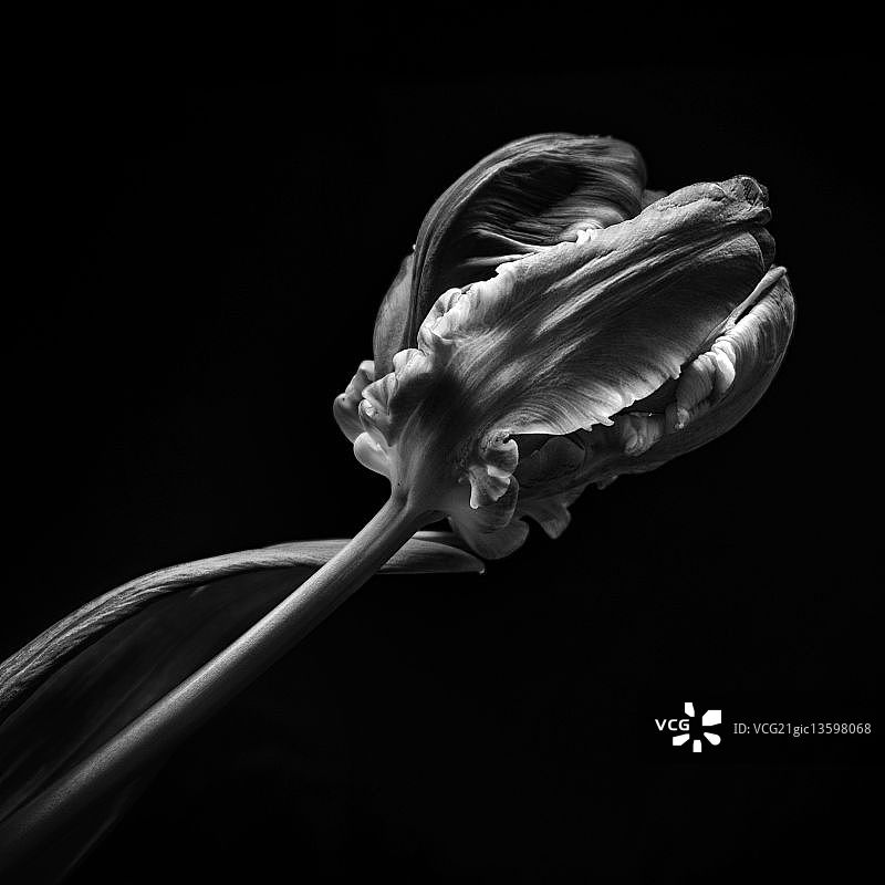 鹦鹉郁金香04图片素材